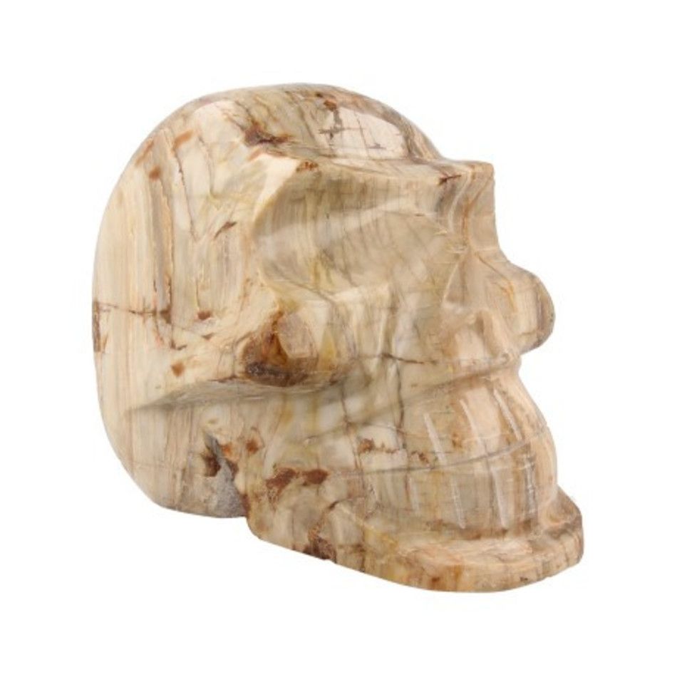 Fossiel hout schedel nr.3