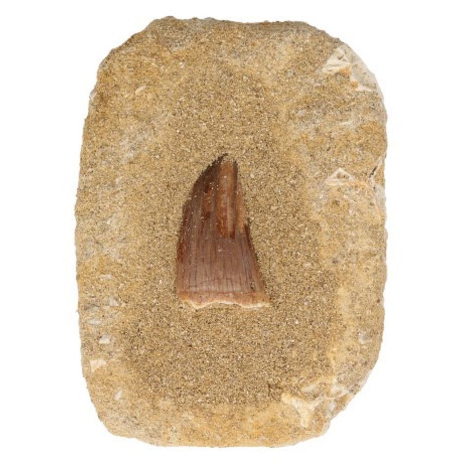 Mosasaurustand op rechthoekige steen