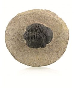 Trilobiet zwart ca. 2 cm