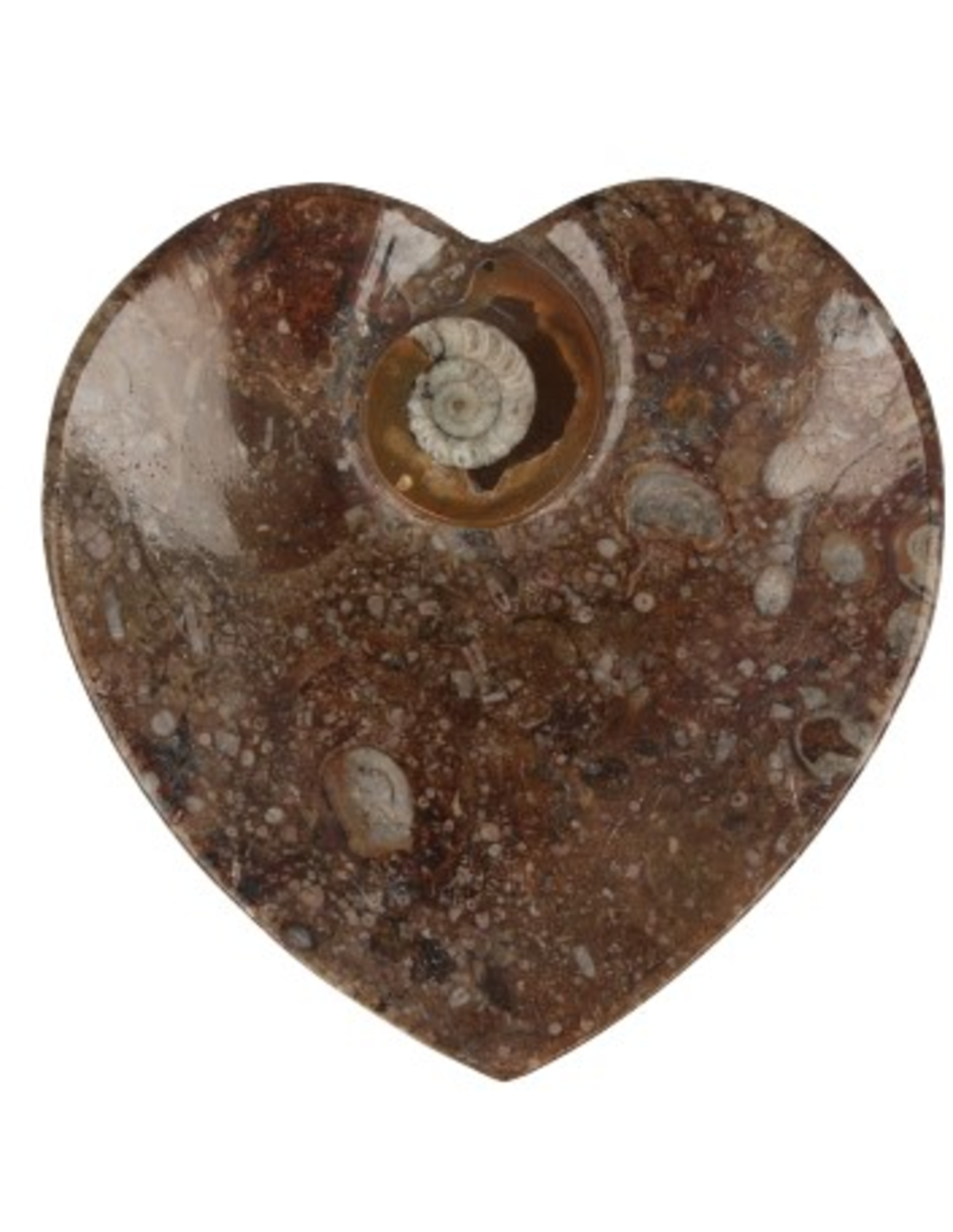 Ammoniet fossiel schaaltje hartvorm
