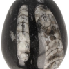 Fossiel ei Orthoceras 5-9 cm