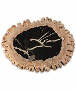 Fossiel houten schijven, p/kg